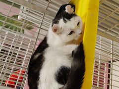 -藏猫猫咖啡主题馆(中央大道店)