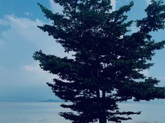 -深圳湾公园(南山区)