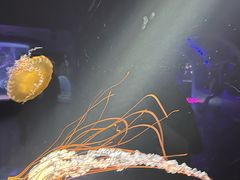 -欢乐海岸海洋奇梦馆
