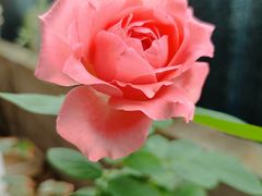 -大众跷脚牛肉馆·非遗传承单位(峨眉山店)