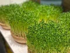 活体豆苗-千稻剁椒大鱼头(CityOn熙地港店)