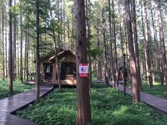 -黄海国家森林公园