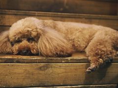 -半坡九号老挝冰咖啡