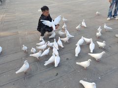 -天津妈祖文化园