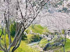 -羊山湖公园