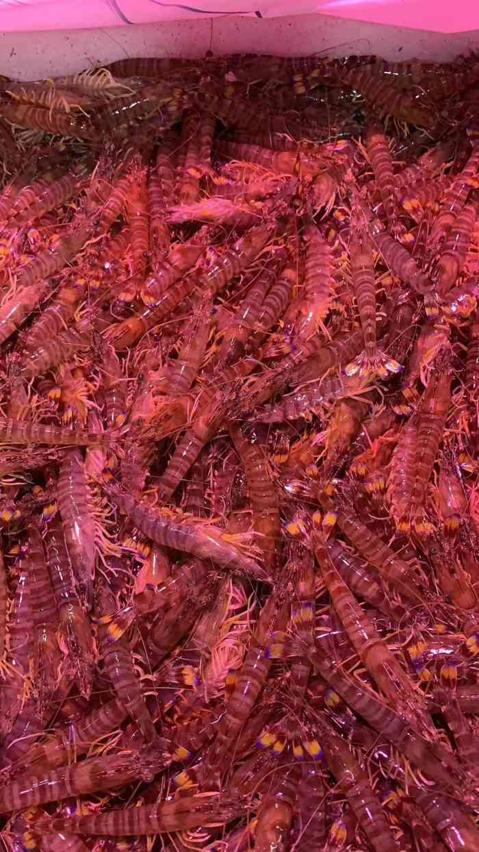 锦绣大地海鲜厅-"严冬最喜绳缚娘,一身萌红卧蒸房.才掀裙.