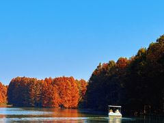 -上海海湾国家森林公园