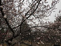 -北京鹫峰国家森林公园