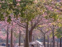 -风云岭森林公园