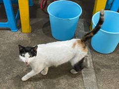 -手提串串香
