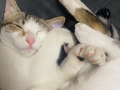 -四月宠物医院·猫专科·心脏专科·内科(转塘店)