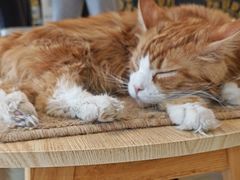 -平行世界·猫咖(首经贸店)
