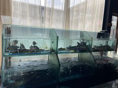 -桃源村铁锅炖鱼(体育馆道店)