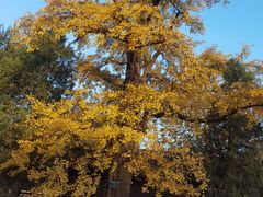 -苏州文庙(姑苏区)