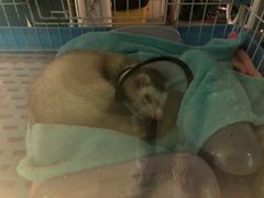 -雨林宠物医院 非犬猫异宠专科