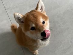 -凯瑞希宠物医院·狂犬免疫·微创·皮肤科