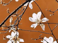 -龙华素斋(龙华路店)