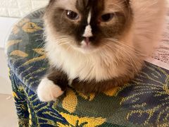 -平行世界·猫咖(首经贸店)