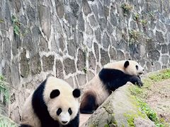 -都江堰中华大熊猫苑