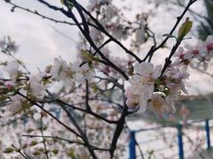 -高东镇樱花园