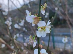 -广州市流溪河国家森林公园