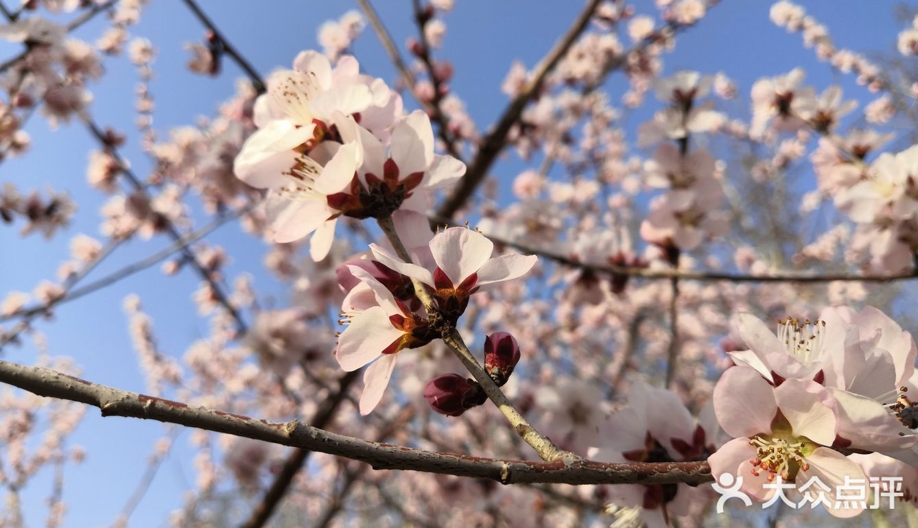 十里桃花帶旺賞花