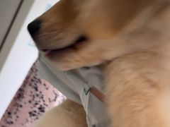 -佳雯宠物医院·皮肤科·内外科(春晓路分院)