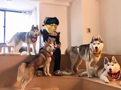 -Husky Go! 哈士奇体验馆·宠物咖啡厅狗咖