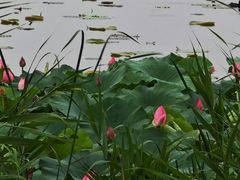 -白洋淀景区