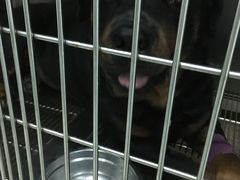 -芭比堂动物医院广州顽皮分院