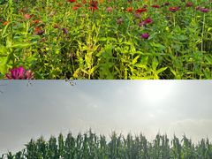 -菊园百果园