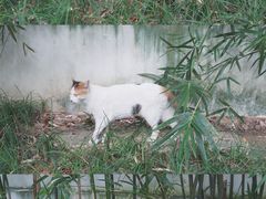 -西园寺