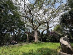 -独树成林