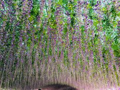 -荷兰花海