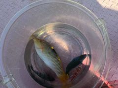 -小猫钓鱼海钓俱乐部(椰梦长廊店)