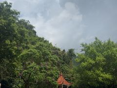 -莫里热带雨林景区