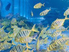 -太平洋海底世界