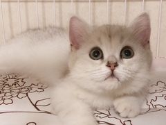 -佳雯宠物医院(金华南路分院)