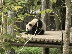 -中国大熊猫保护研究中心雅安碧峰峡基地