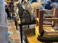 -猫猫幼稚园·撸猫·桌游·电玩