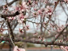 -大兴滨河森林公园