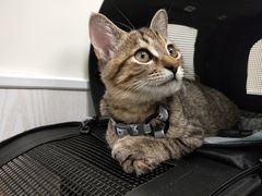-凯特喵百思猫专科医院