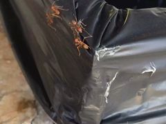 -西蒙人妖秀