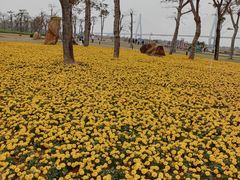 -芒洲湿地公园