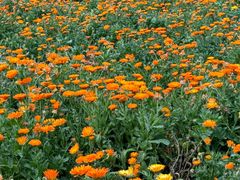 -神光山国家森林公园