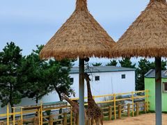 -西霞口神雕山野生动物世界