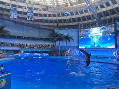 -海合安成都极地海洋公园