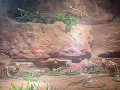 -安徽省地质博物馆