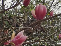 -桃花涧