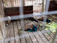 -武陵山森林公园